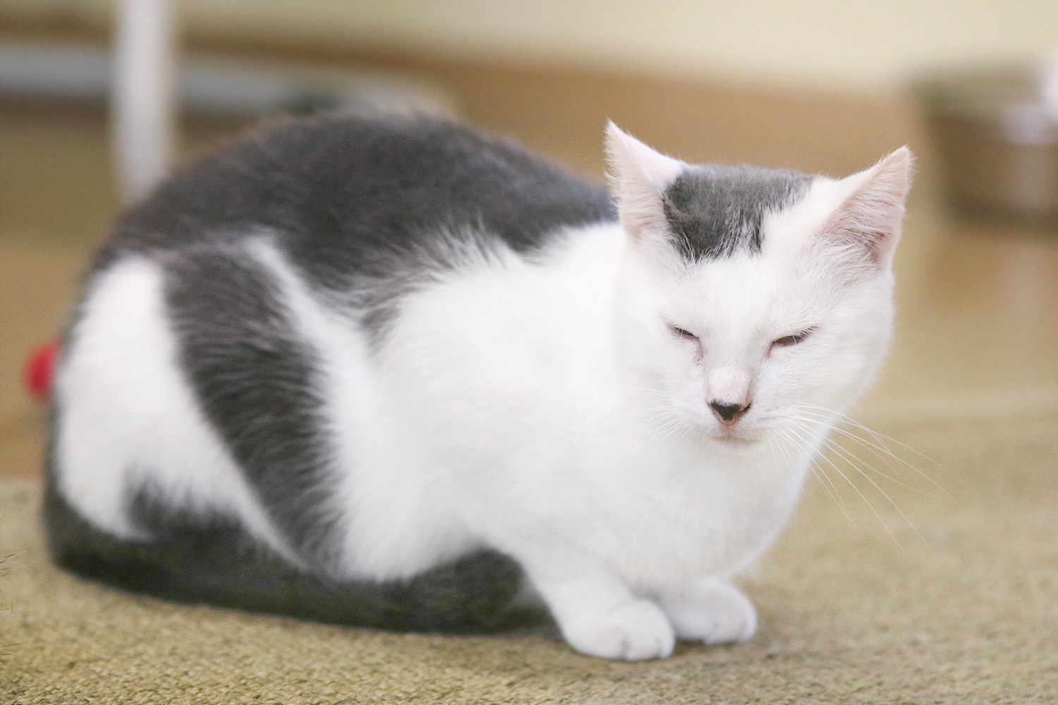 Kater Ingo in Löhne entlaufen Tierheim Lübbecke