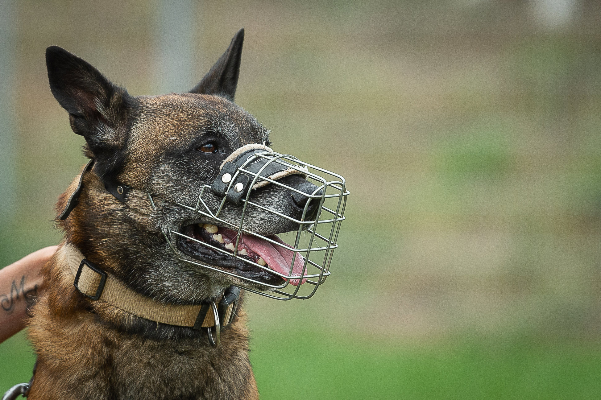 Malinois, Loup Tierheim Lübbecke